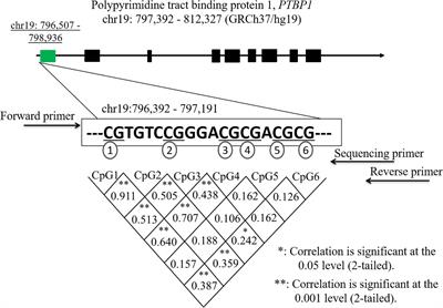 Tobacco Smoking Increases Methylation of Polypyrimidine Tract Binding Protein 1 Promoter in Intracranial Aneurysms